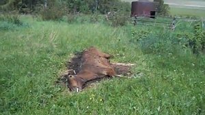 Скотомогильник