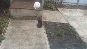 Как отстоять свою территорию без боя и драки? ?  Только дипломатия и деликатность ?