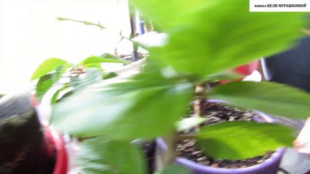 ПУАНСЕТТИЯ укоренилась. Оцениваем результат. смотреть онлайн