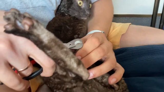 Как подстричь когти коту самостоятельно  | Cтригу когти коту Прянику  | корниш рекс уход