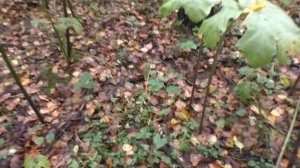 Идём туда где растут грибы! Тихая охота продолжается!