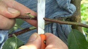 БЫСТРАЯ ОКУЛИРОВКА ГЛАЗКОМ, КАК СДЕЛАТЬ? УЛУЧШЕННЫЙ СПОСОБ.