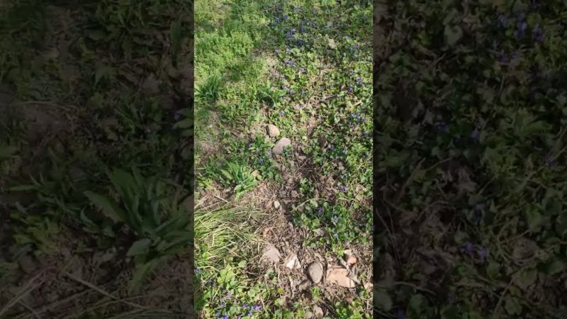 Весна на даче в Узбекистане