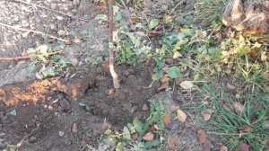 Осенняя посадка сливы - как это делаю я. Все просто и без заморочек