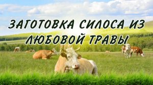 Лучший способ заготовки силоса. Как заготавливать хороший силос из любой травы.
