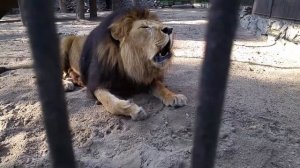Лев рычит. Новосибирский зоопарк