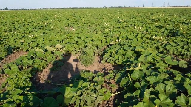 Выращивание тыквы на семена (гарбузове Насіння). Выгодно выращивать? смотреть онлайн