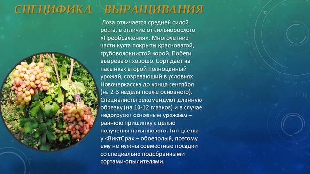 Виктор виноград смотреть онлайн