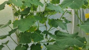 Огурцы от разных фирм/Огурцы в Сибири#влог#сибирь#огород#дача#огурцы#партнер#садыроссии#рассада