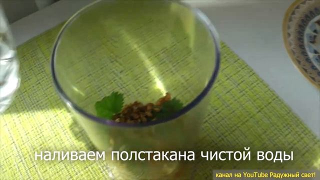 Коктейль из пророщенной пшеницы с тыквой смотреть онлайн