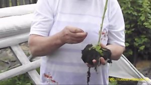 как высаживать томаты в открытый грунт.