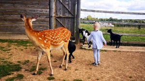 "Оленья ферма" на Рыболовной базе отдыха "Львово"