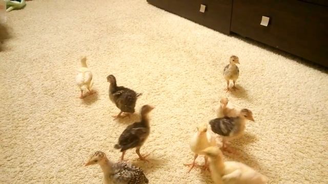 недельные индюки в квартире смотреть онлайн