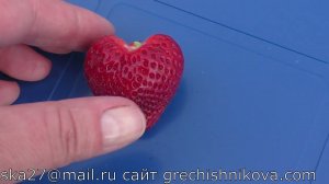 КАНТУС ремонтантный сорт клубники