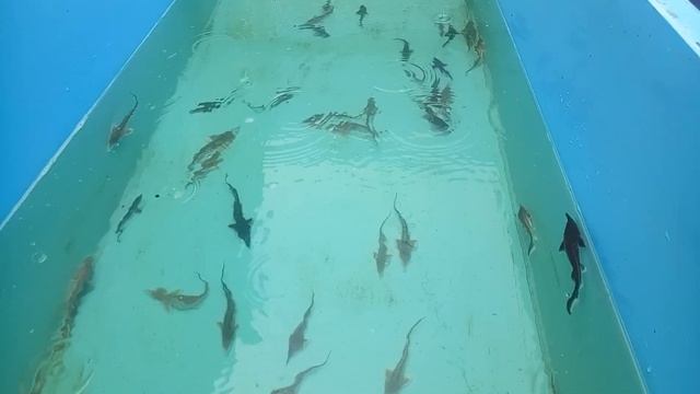 Малек стерляди продолжает рости смотреть онлайн