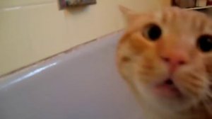 Official Video: Cat Bath Freak Out -Tigger the cat says 'NO!' to bath