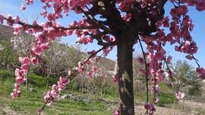 Девочка с персиками. Плакучий персик цветёт в Крыму