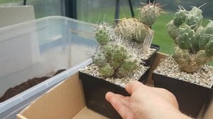 Любимый кактус сына.Тефрокактусы,опунция.Tephrocactus.360