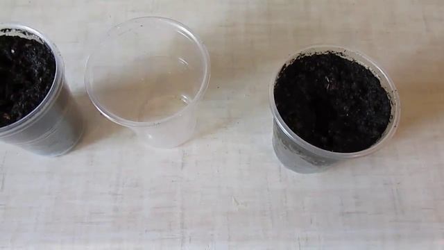 Как посадить шелковицу из семян (1 часть)