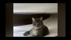 СМЕШНИЕ ВИДЕО С ЖИВОТНИМИ/СМЕШНО ДО СМЕРТИ!!!