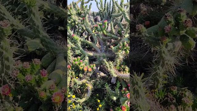 Дикий кактус смотреть онлайн