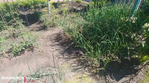 Ландшафтный дизайн участка 6 соток