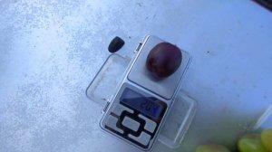 Топ Виноград. Эверест и Юлиан сравнение.