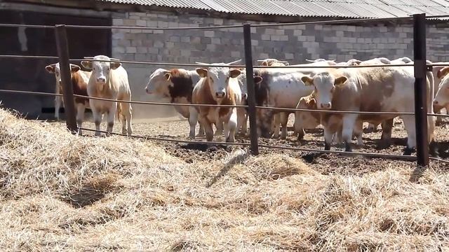 Продаем оптом Коровы Порода симментал двойного назначения для молока и мяса