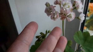 цветение Леди Гертруды ?❤?и остальных моих любимых пеларгоний