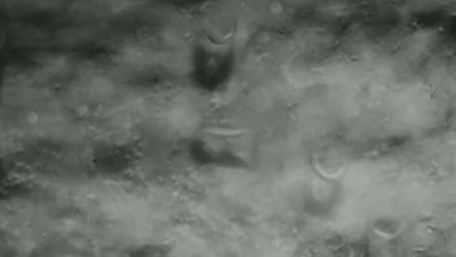 The moment a 'baby dragon' hatched смотреть онлайн