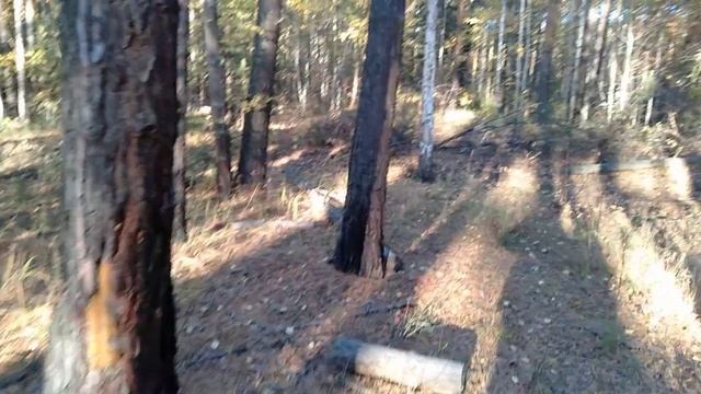 Сбор грибов в лесу.