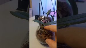 Уход и развитие орхидей в мини размере (1,7)
