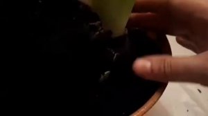 Как правильно пересадить геоцинты..