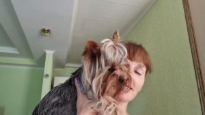 Влог : День красоты ??Стрижка Йоркширского терьера Шекеля  самостоятельно в домашних условиях ??