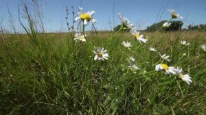 Урюпинск - Луковская