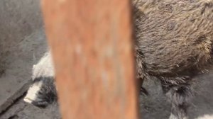 Огромный дикий кабан в неволи!