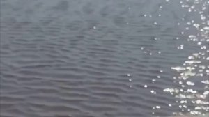 Дизельный вездеход Питон / ШОКавто