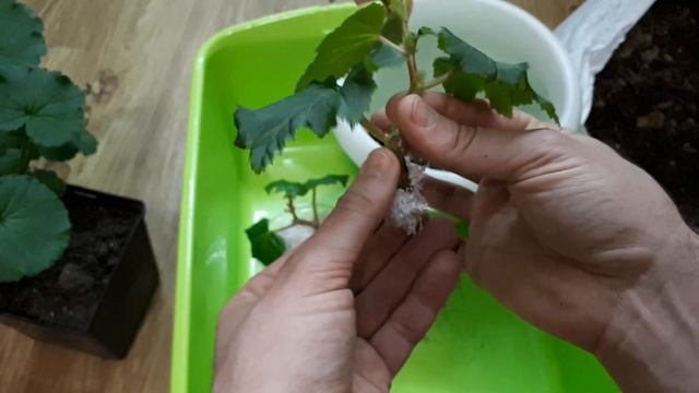 Как посадить бегонию Элатиор. Грунт для бегоний смотреть онлайн