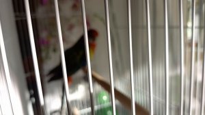 Фея и птичка Саня 🐕🦜