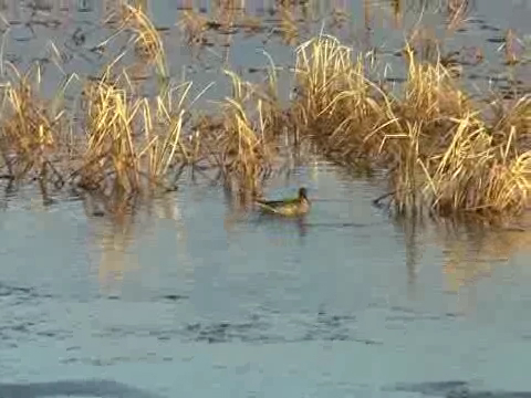 танци на воде смотреть онлайн