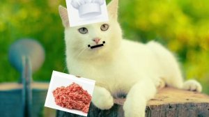 Котик рекламирует пельмени!!!!! Кот и базар про пельмешки: Много мяса мало теста!