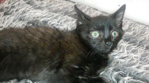 Котёнок в гипсе нога.