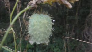 Дана и Диана ПРИКЛЮЧЕНИЯ!! СПАСЛИ КОТЁНКА