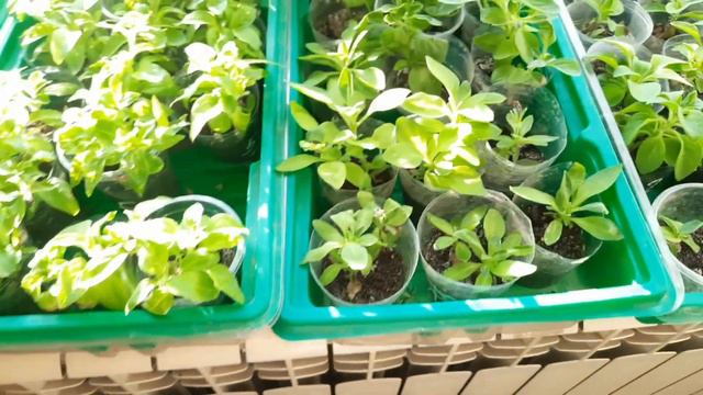 ЧЕРЕНКИ ПЕТУНИИ УКОРЕНИЛИСЬ. СТИМУЛИРУЮ КОРНЕВУЮ СИСТЕМУ ДЛЯ ХОРОШЕГО РАЗВИТИЯ. смотреть онлайн