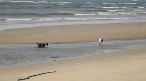 Dogs on Mobor beach