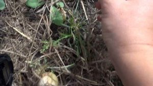 Почему не растет лук