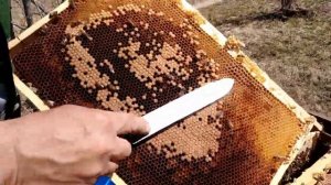 РЕЖЕМ ТРУТНЕЙ.