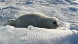 Маленький тюлень кричит