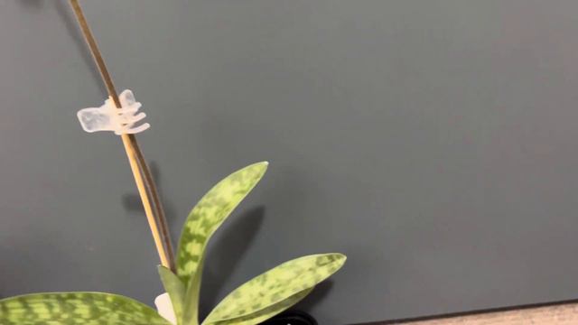 Paphiopedilum Argus and more