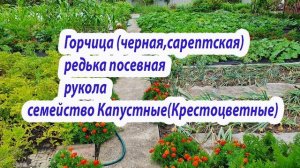 Нематода.Борьба и профилактика в открытом грунте.3 растения на моем участке для биофумигации почвы.